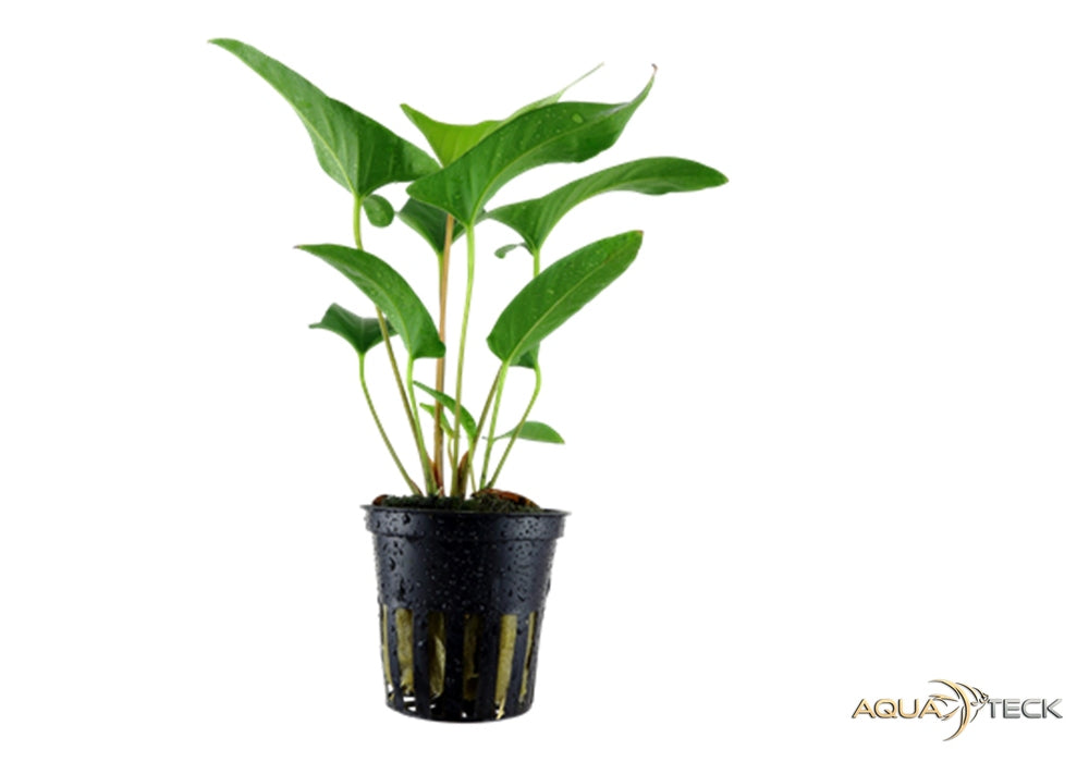 Anubias gracilis aqua-teck