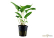 Anubias gracilis aqua-teck