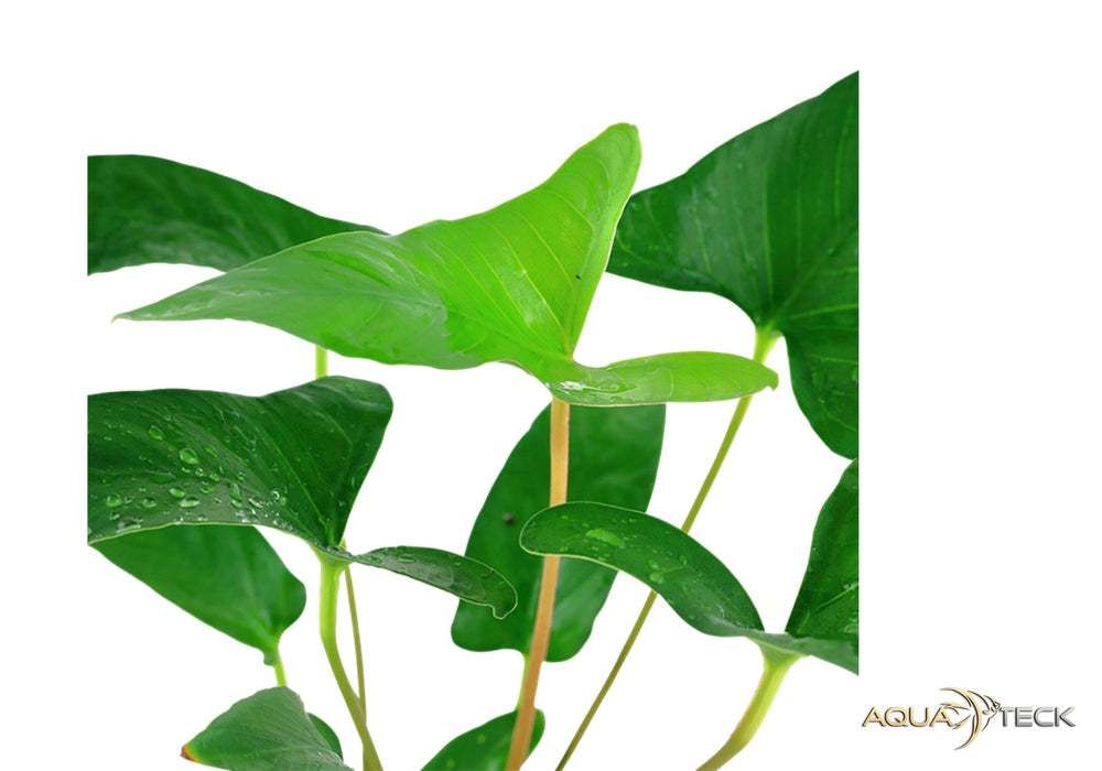 Anubias gracilis aqua-teck