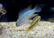 Dreistreifen-Zwergbuntbarsch - Apistogramma trifasciata aqua-teck