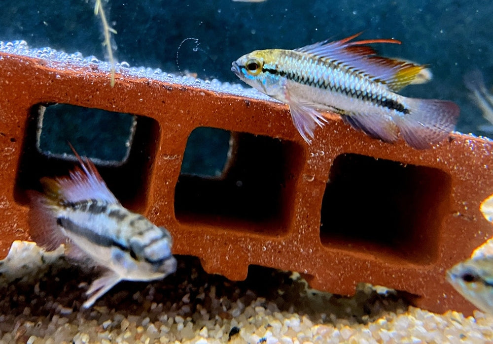 Dreistreifen-Zwergbuntbarsch - Apistogramma trifasciata aqua-teck