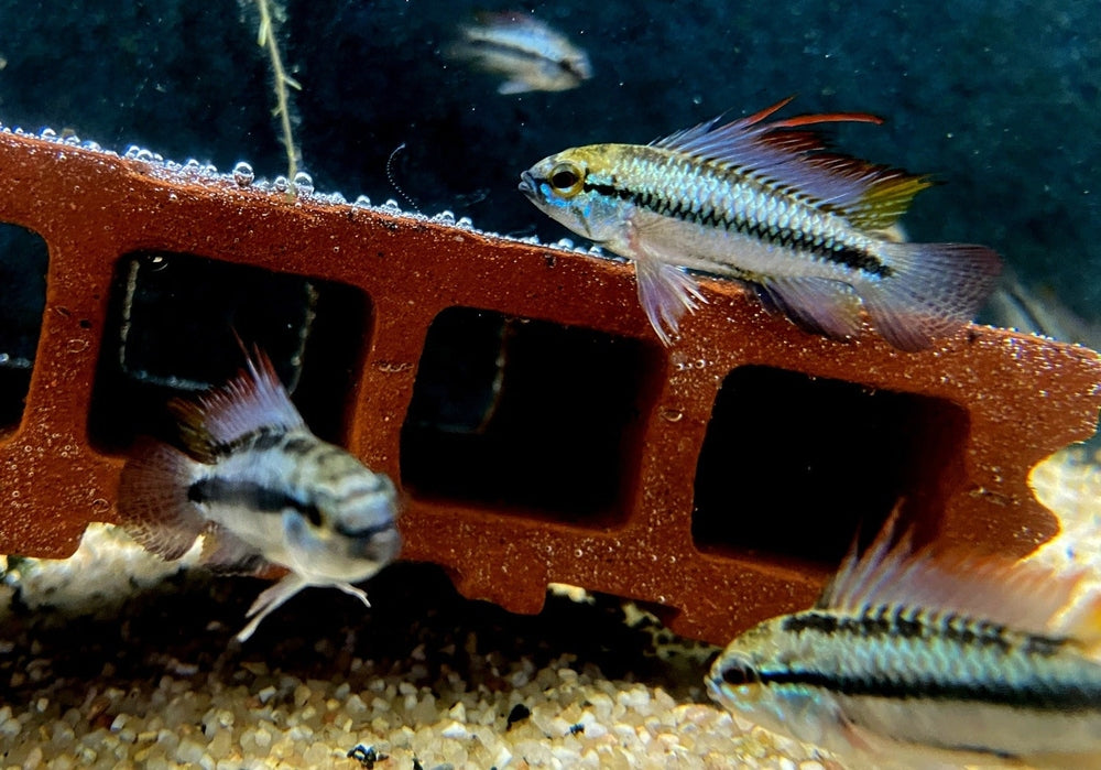 Dreistreifen-Zwergbuntbarsch - Apistogramma trifasciata aqua-teck