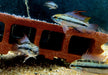 Dreistreifen-Zwergbuntbarsch - Apistogramma trifasciata aqua-teck