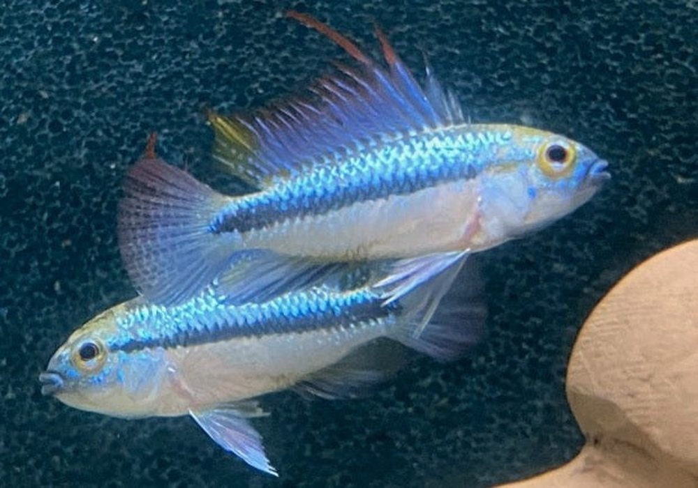 Dreistreifen-Zwergbuntbarsch - Apistogramma trifasciata aqua-teck
