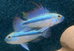 Dreistreifen-Zwergbuntbarsch - Apistogramma trifasciata aqua-teck