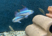 Dreistreifen-Zwergbuntbarsch - Apistogramma trifasciata aqua-teck