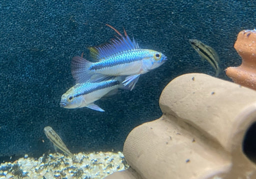 Dreistreifen-Zwergbuntbarsch - Apistogramma trifasciata aqua-teck