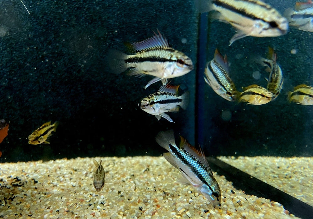 Dreistreifen-Zwergbuntbarsch - Apistogramma trifasciata aqua-teck