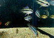 Dreistreifen-Zwergbuntbarsch - Apistogramma trifasciata aqua-teck