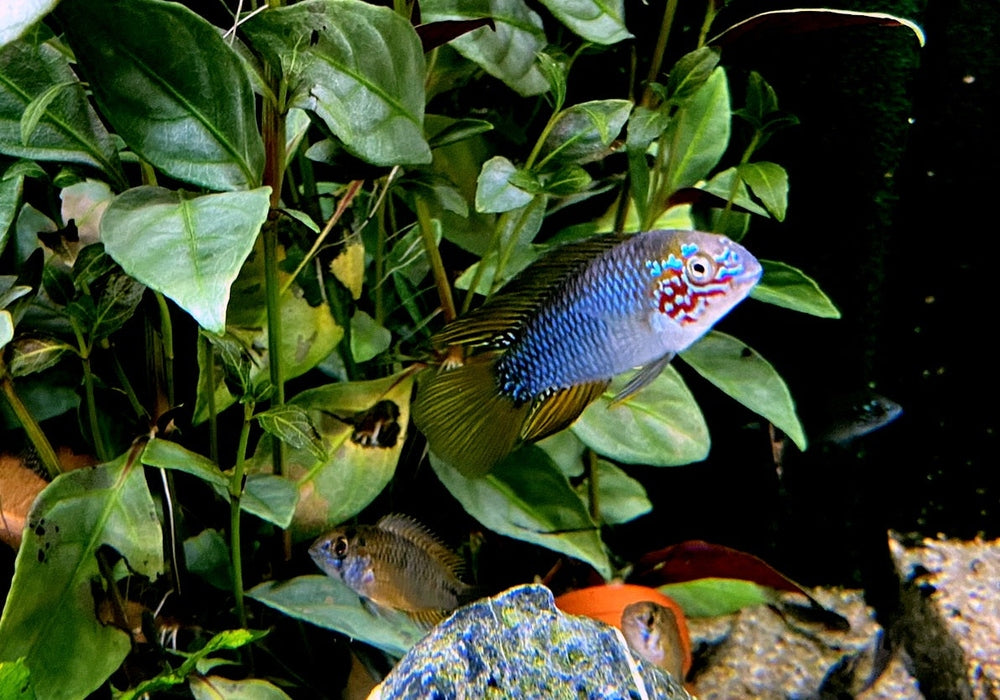 Borellis Zwergbuntbarsch "opal" - Apistogramma borelli "opal" aqua-teck