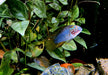 Borellis Zwergbuntbarsch "opal" - Apistogramma borelli "opal" aqua-teck