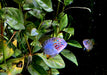 Borellis Zwergbuntbarsch "opal" - Apistogramma borelli "opal" aqua-teck