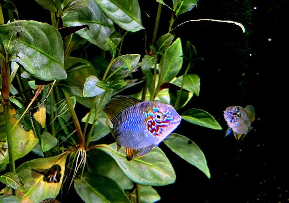 Borellis Zwergbuntbarsch "opal" - Apistogramma borelli "opal" aqua-teck