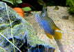Borellis Zwergbuntbarsch "opal" - Apistogramma borelli "opal" aqua-teck