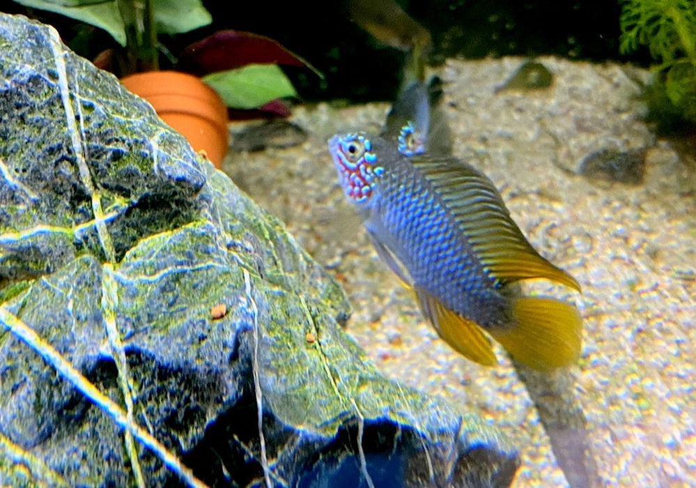 Borellis Zwergbuntbarsch "opal" - Apistogramma borelli "opal" aqua-teck