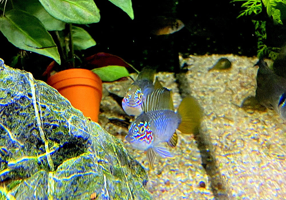 Borellis Zwergbuntbarsch "opal" - Apistogramma borelli "opal" aqua-teck