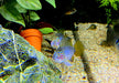 Borellis Zwergbuntbarsch "opal" - Apistogramma borelli "opal" aqua-teck