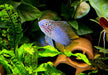 Borellis Zwergbuntbarsch "opal" - Apistogramma borelli "opal" aqua-teck