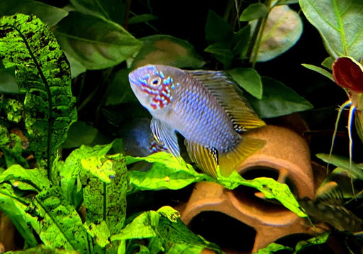 Borellis Zwergbuntbarsch "opal" - Apistogramma borelli "opal" aqua-teck