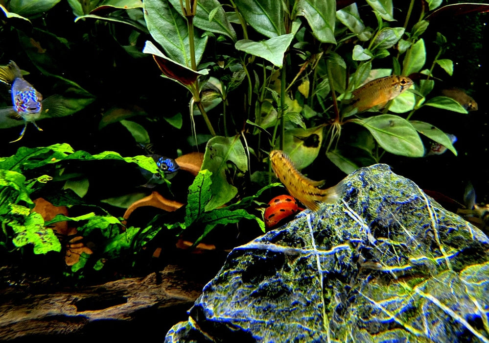 Borellis Zwergbuntbarsch "opal" - Apistogramma borelli "opal" aqua-teck