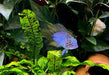 Borellis Zwergbuntbarsch "opal" - Apistogramma borelli "opal" aqua-teck