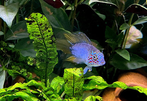 Borellis Zwergbuntbarsch "opal" - Apistogramma borelli "opal" aqua-teck