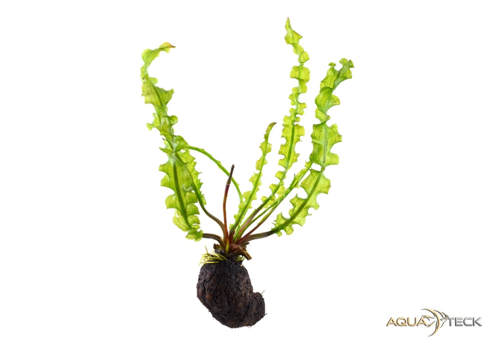 Aponogeton longiplumulosus aqua-teck