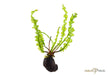 Aponogeton longiplumulosus aqua-teck