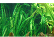 Aponogeton longiplumulosus aqua-teck