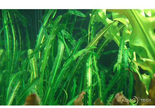 Aponogeton longiplumulosus aqua-teck