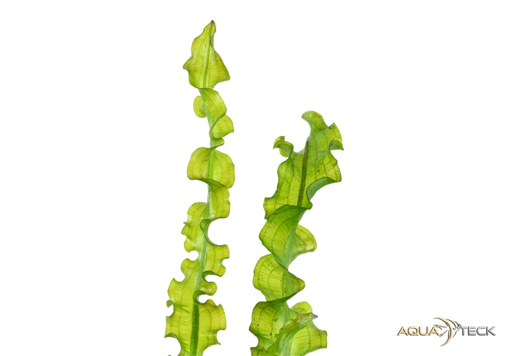 Aponogeton longiplumulosus aqua-teck