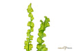 Aponogeton longiplumulosus aqua-teck