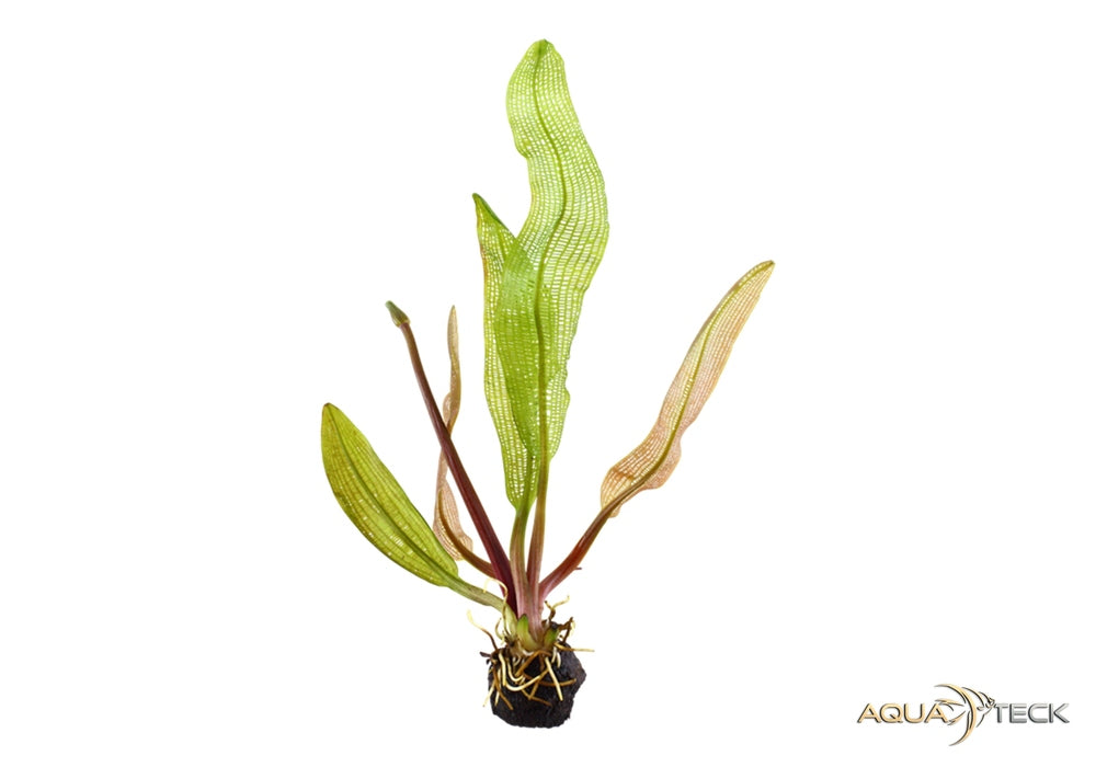 Aponogeton madagascariensis aqua-teck