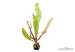 Aponogeton madagascariensis aqua-teck