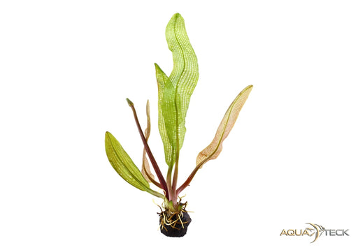 Aponogeton madagascariensis aqua-teck