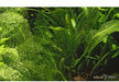 Aponogeton madagascariensis aqua-teck
