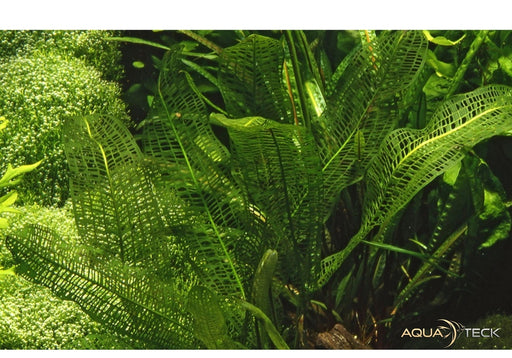 Aponogeton madagascariensis aqua-teck