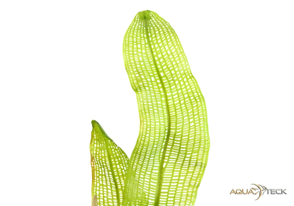 Aponogeton madagascariensis aqua-teck
