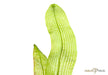 Aponogeton madagascariensis aqua-teck