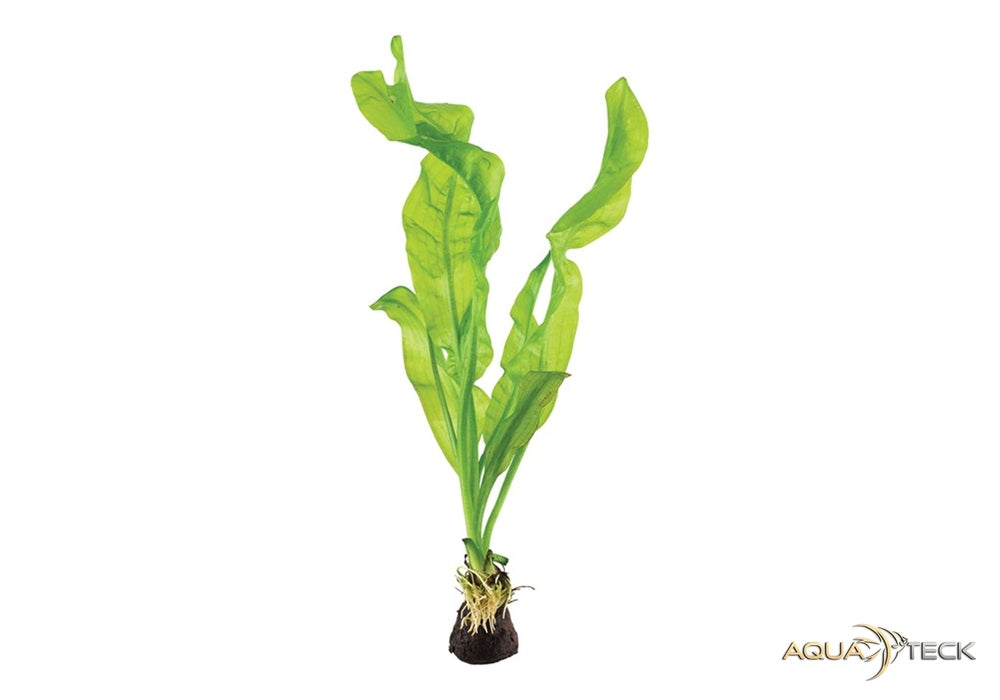 Aponogeton ulvaceus aqua-teck