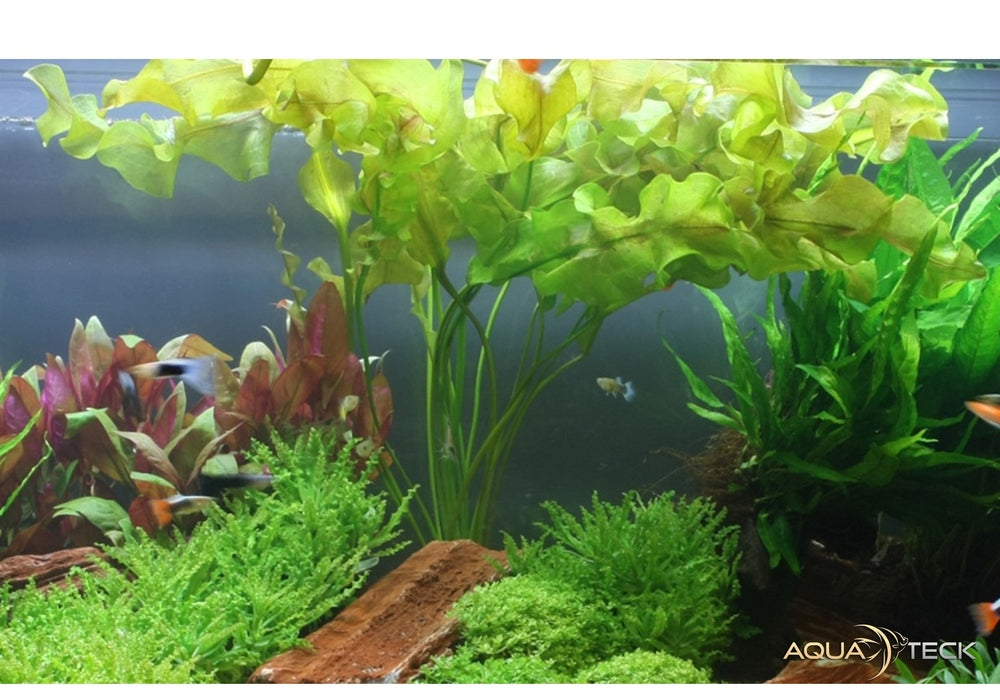 Aponogeton ulvaceus aqua-teck