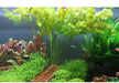 Aponogeton ulvaceus aqua-teck