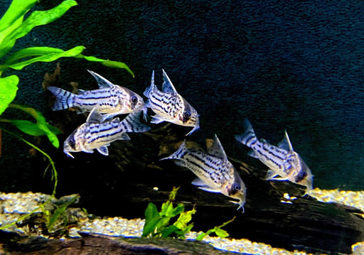 Augenstrichpanzerwels L - Corydoras schwartzi aqua-teck