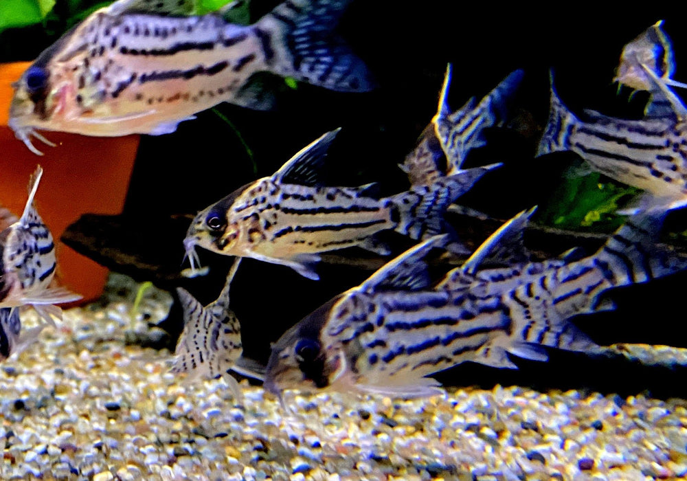 Augenstrichpanzerwels L - Corydoras schwartzi aqua-teck