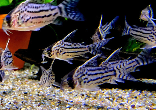 Augenstrichpanzerwels L - Corydoras schwartzi aqua-teck
