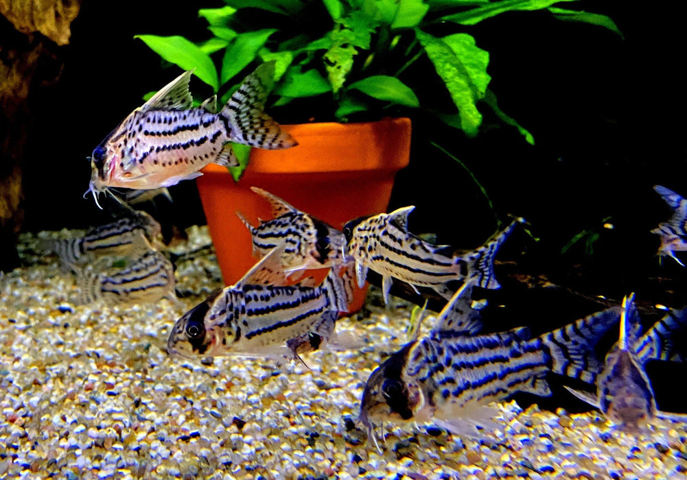 Augenstrichpanzerwels L - Corydoras schwartzi aqua-teck