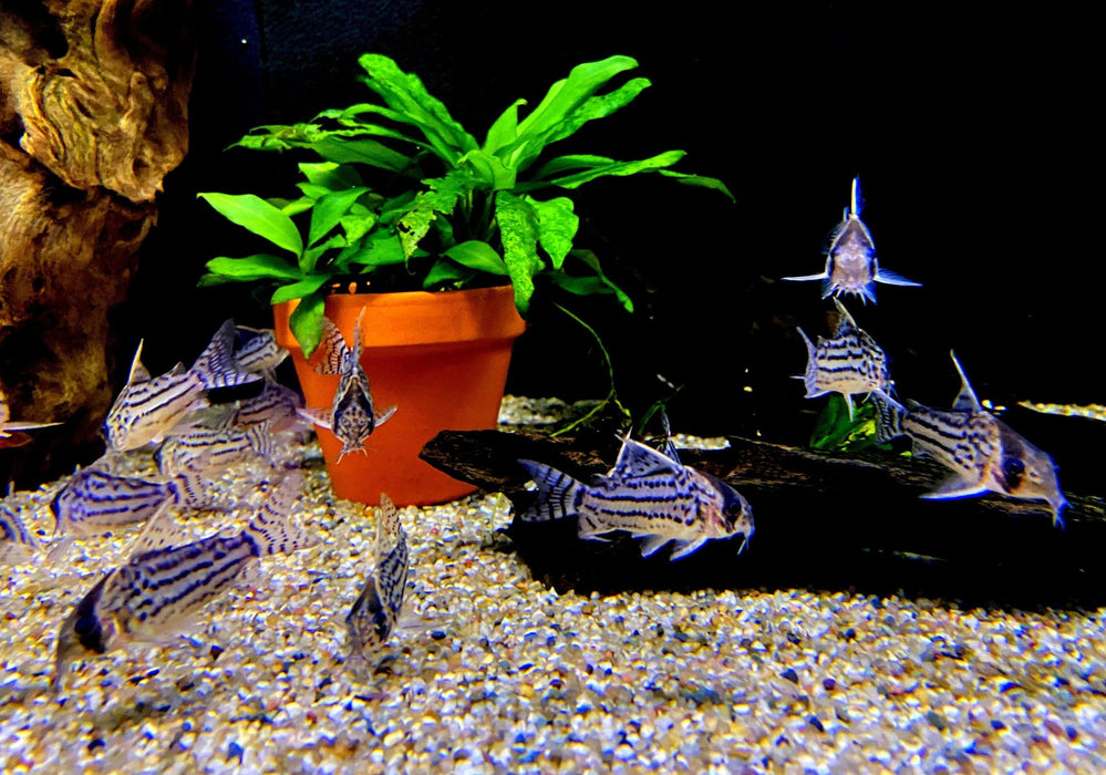 Augenstrichpanzerwels L - Corydoras schwartzi aqua-teck