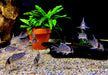Augenstrichpanzerwels L - Corydoras schwartzi aqua-teck
