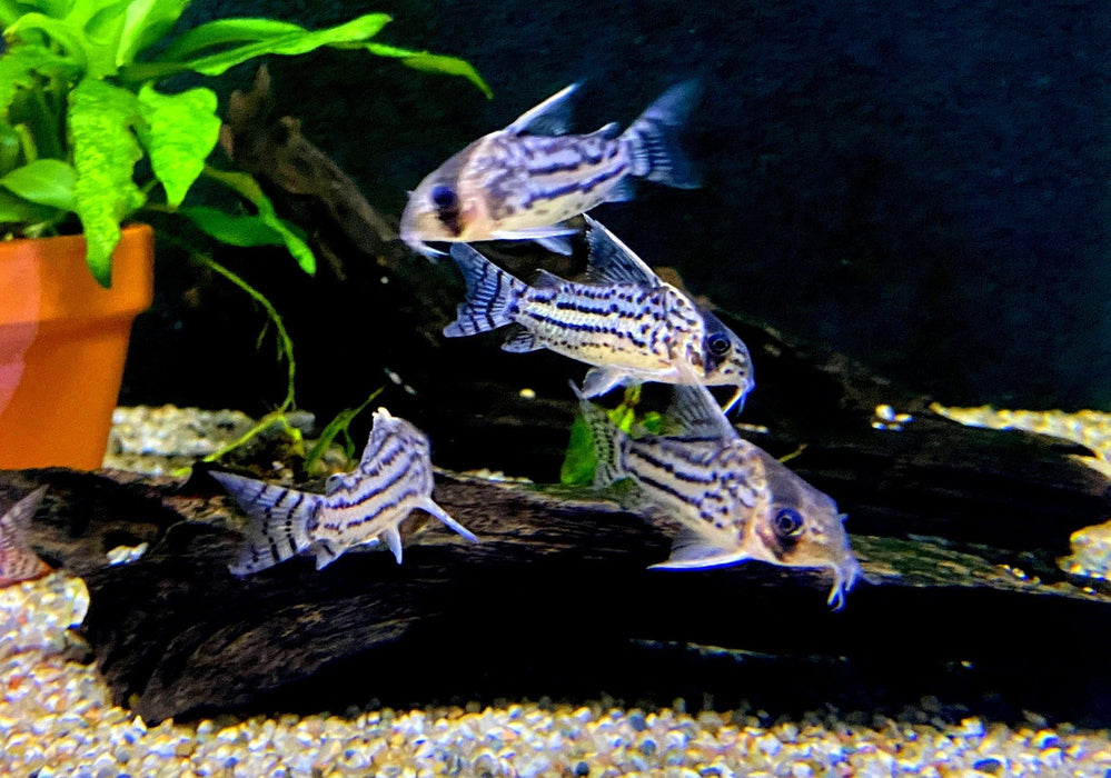 Augenstrichpanzerwels L - Corydoras schwartzi aqua-teck