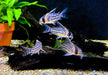 Augenstrichpanzerwels L - Corydoras schwartzi aqua-teck